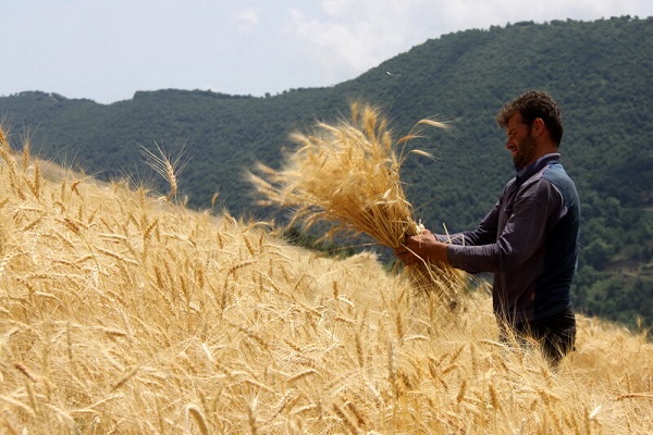 پیش بینی خرید ۷۹ هزار تن گندم و کلزا از کشاورزان شوشتر