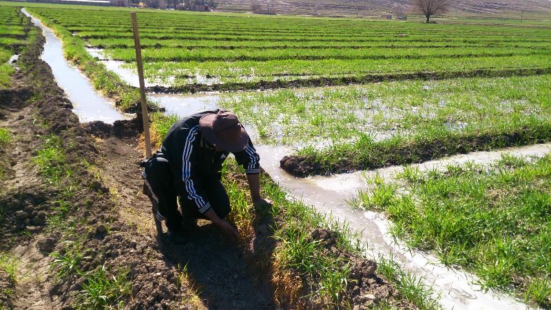 اصلاح الگوی کشت در اراضی استان بوشهر ضروری است