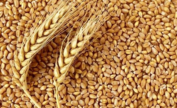 خرید تضمینی ۸۸۰هزار تن گندم در خوزستان