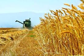 خرید بیش از یک میلیون تن گندم و کلزا در خوزستان