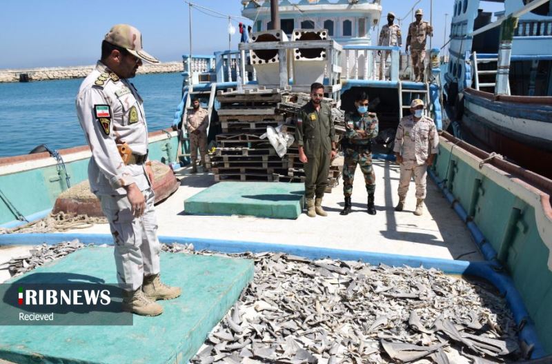 دستگیری پنج قاچاقچی و کشف محموله بزرگ باله کوسه ماهی