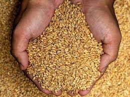 یش بینی خرید بیش از ۱۰۰ تن گندم از کشاورزان دزفولی