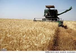 خرید ۷۷ هزار تن گندم از کشاورزان