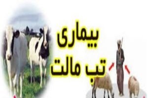 تب مالت ،مهمترین بیماری مشترک انسان و دام