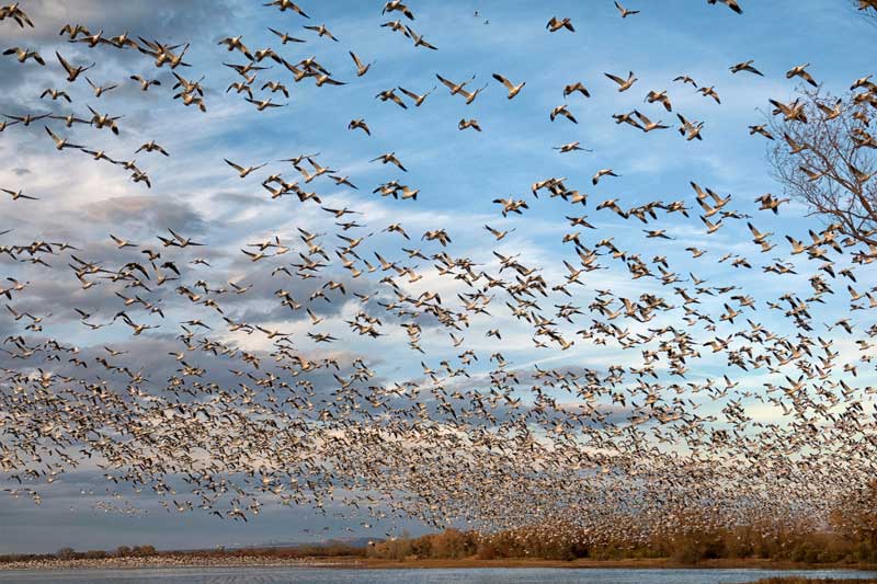 ایران از مهمترین زیستگاه های پرندگان مهاجر