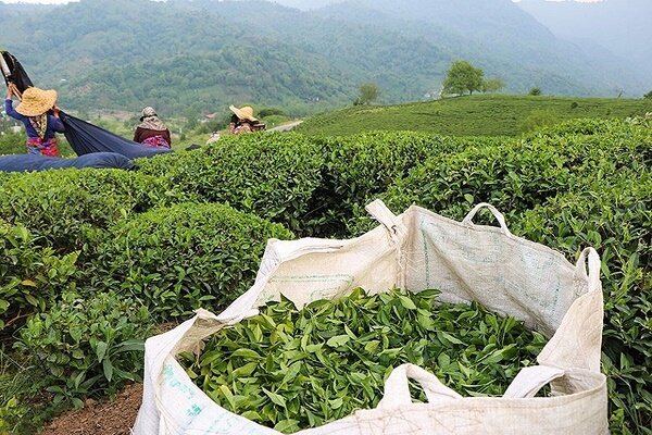 خرید تضمینی برگ سبز چای در تنکابن