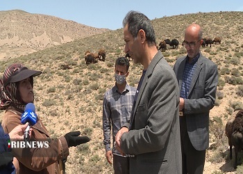 جلوگیری از ورود زودهنگام دام به مراتع ییلاقی