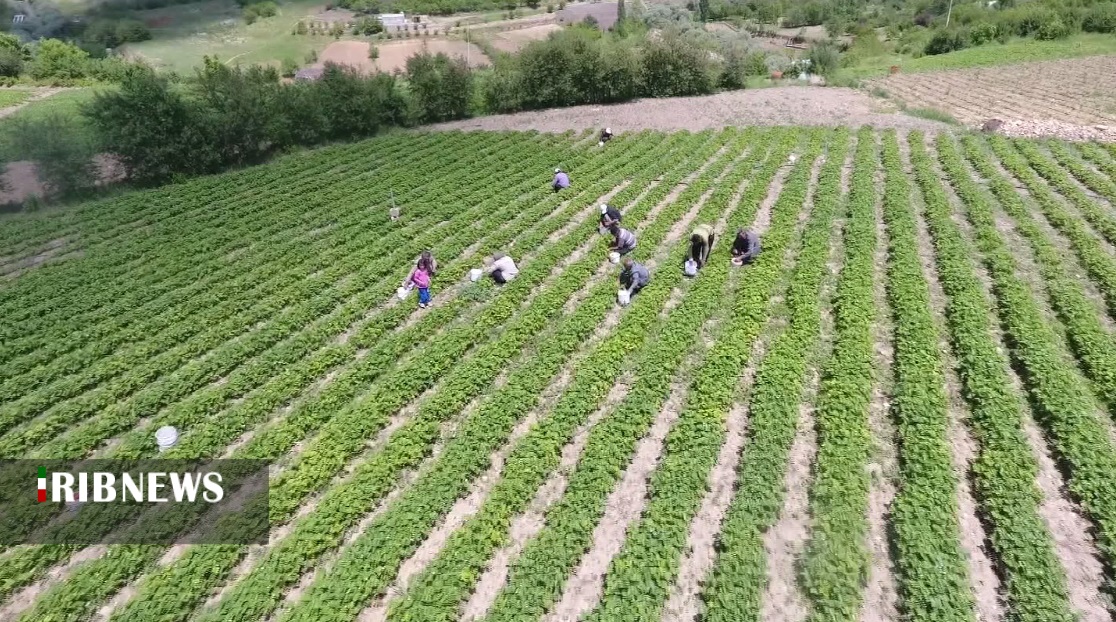 آغاز برداشت توت فرنگی از مزارع کردستان