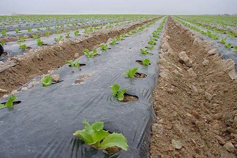 کشت خربزه و هندوانه در سطح ۷ هزار کشتزار در تایباد