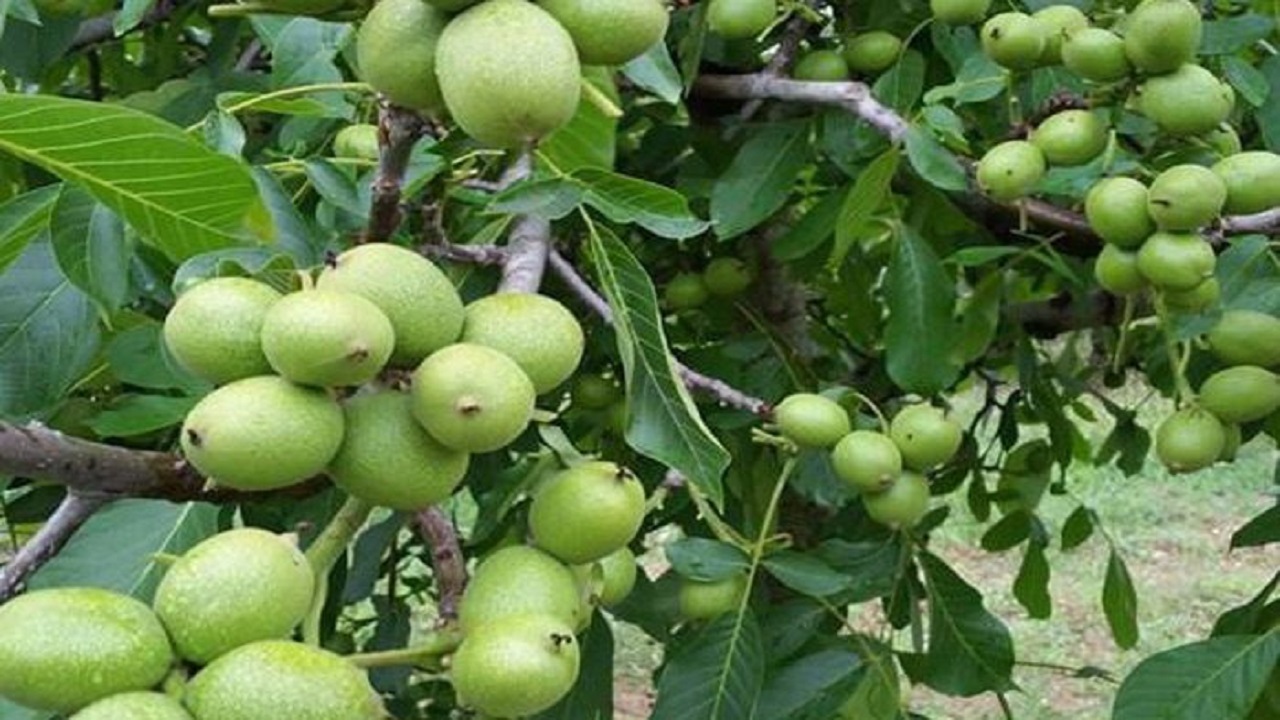 لرزی از سرما بر تن باغ مادری نهال گردوی قزوین نمی‌نشیند