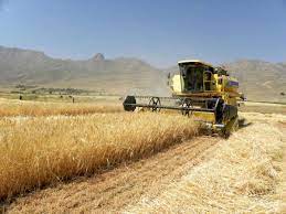 رشد ۶۸ درصدی خرید گندم در استان کرمان