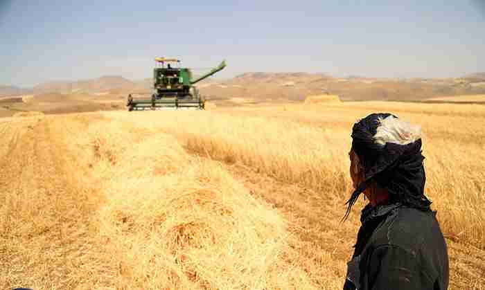 پیش بینی تولید بیش از ۹۲۱ هزار تُن گندم در کردستان