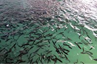 تکثیرو رهاسازی  ماهی سوف در آذربایجان غربی