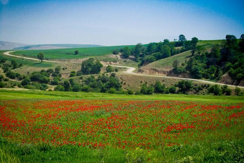 فردا ؛ برگزاری جشنواره شقایق ها در کالپوش