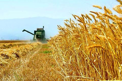 خرید بیش از ۲۴ هزار تن گندم در خرمشهر