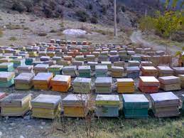 زهر مشکلات بر پیکر صنعت زنبورداری