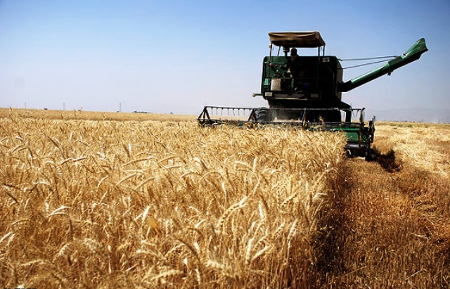 پیش بینی خرید ۲۰۰ هزار تن گندم از کشاورزان