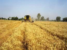خرید ۲۷۹هزار تن گندم و کلزا از کشاورزان خوزستانی