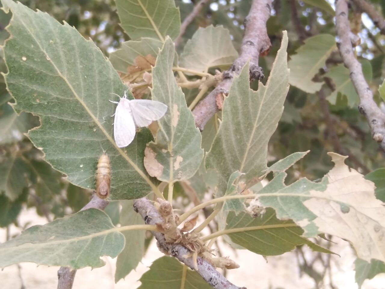 جنگل های بلوط فارس گرفتار آفت پروانه برگ خوار