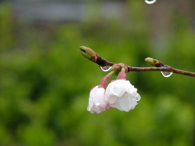 بارش پراکنده بهاری در نقاط شمالی و مرکزی فارس