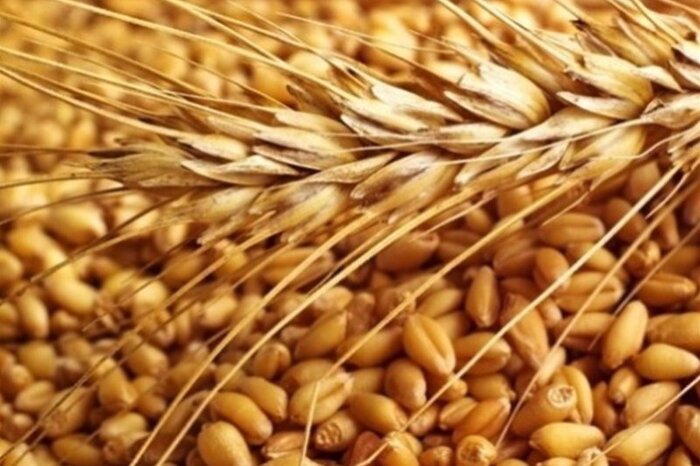 خرید بیش از ۲۶۰ هزار تن گندم و کلزا در خوزستان