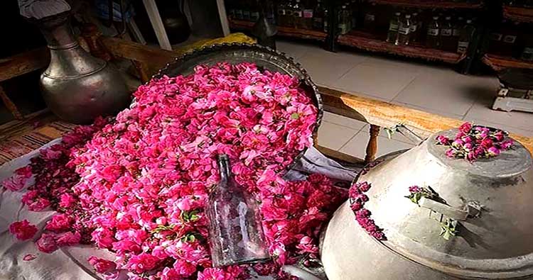 تولید ۱۱ میلیون تن گلاب در فیروزآباد