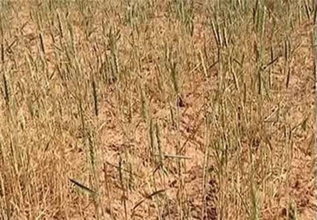 خسارت خشکسالی به مزارع گندم دیم کازرون