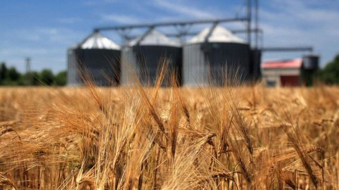 خرید ۳۵۰۰ تن گندم انبار شده کشاورزان در خراسان رضوی
