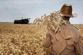 پیش بینی خرید تضمینی ۱۷۱ هزار تن گندم از کشاورزان استان قزوین
