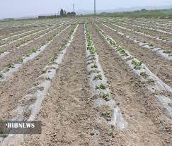 افزایش ۶۵ درصدی بیمه محصولات کشاورزی درشهرستان فامنین