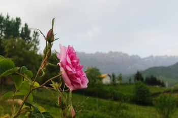 دستیابی به نتایج خوب در زمینه پرورش گیاهان دارویی در استان مازندران