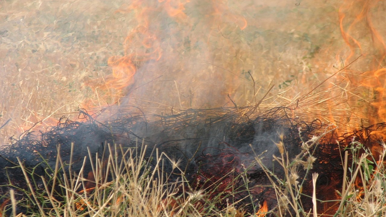 ممنوعیت آتش زدن بقایای گیاهی مزارع در استان قزوین 