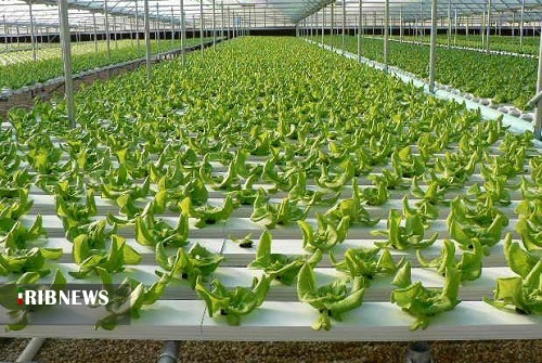 احداث ۵۲ هکتار گلخانه برای تولید انواع محصولات کشاورزی در شهرستان همدان