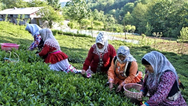 پرداخت ۵۲ درصد بهای برگ سبز چای به چایکاران شمال کشور