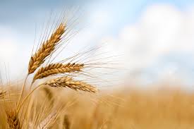 اجرای طرح افزایش بهره وری گندم در استان قزوین 
