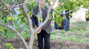 وقف ۳۱۳ اصله درخت روستای فوشنجان نیشابور