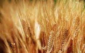 خرید بیش از۸۰۰ تن گندم بذری در خوزستان