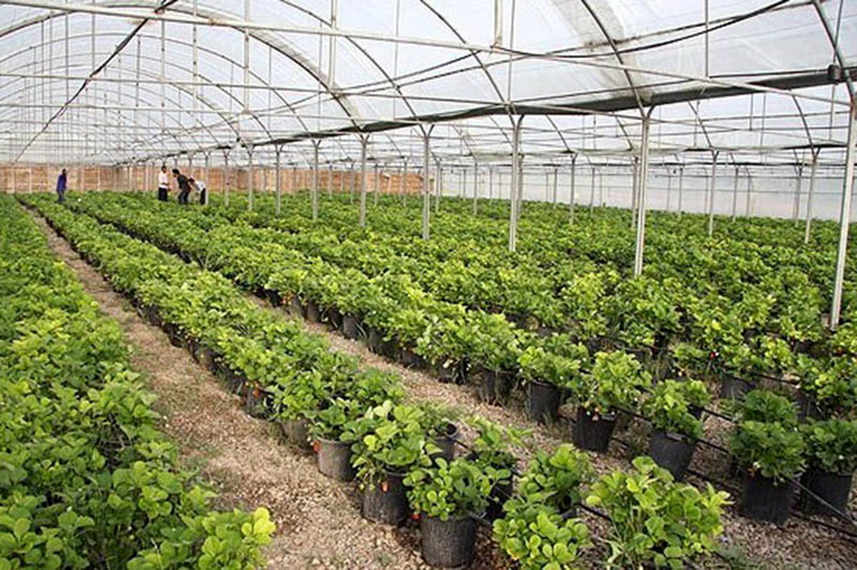 تولید ۳۴ هزار و ۳۶۰ تن سبزی و صیفی جات گلخانه‌ای در خوزستان