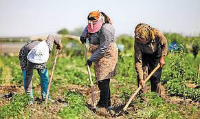 بیمه روستایی کارگران فصلی