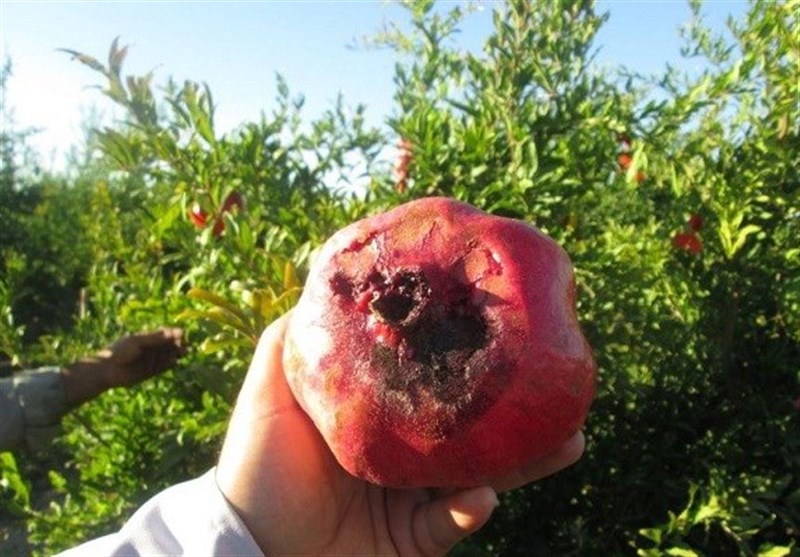 اجرای طرح مبارزه با آفت مگس میوه مدیترانه‌ای در زارچ