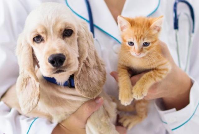 تولید داروی عقیم‌سازی سگ و گربه بر پایه فناوری جدید