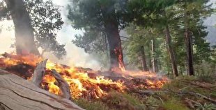 گسترش دامنه آتش سوزی در جنگل‌های شرق افغانستان