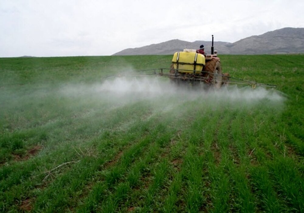 مبارزه با آفت در بیش از ۹۰ هزار هکتار مزارع گندم آذربایجان غربی 
