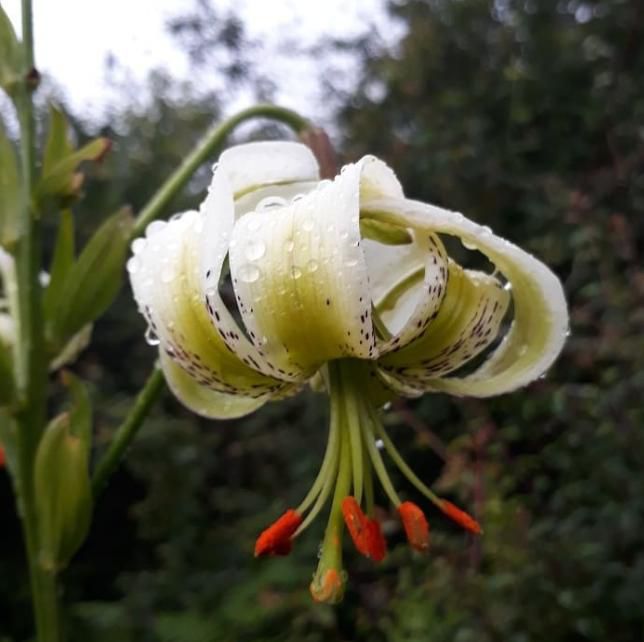 به گُل نشستن یکی از کمیاب‌ترین گل‌های جهان؛ سوسن چلچراغ؛ در رودبار
