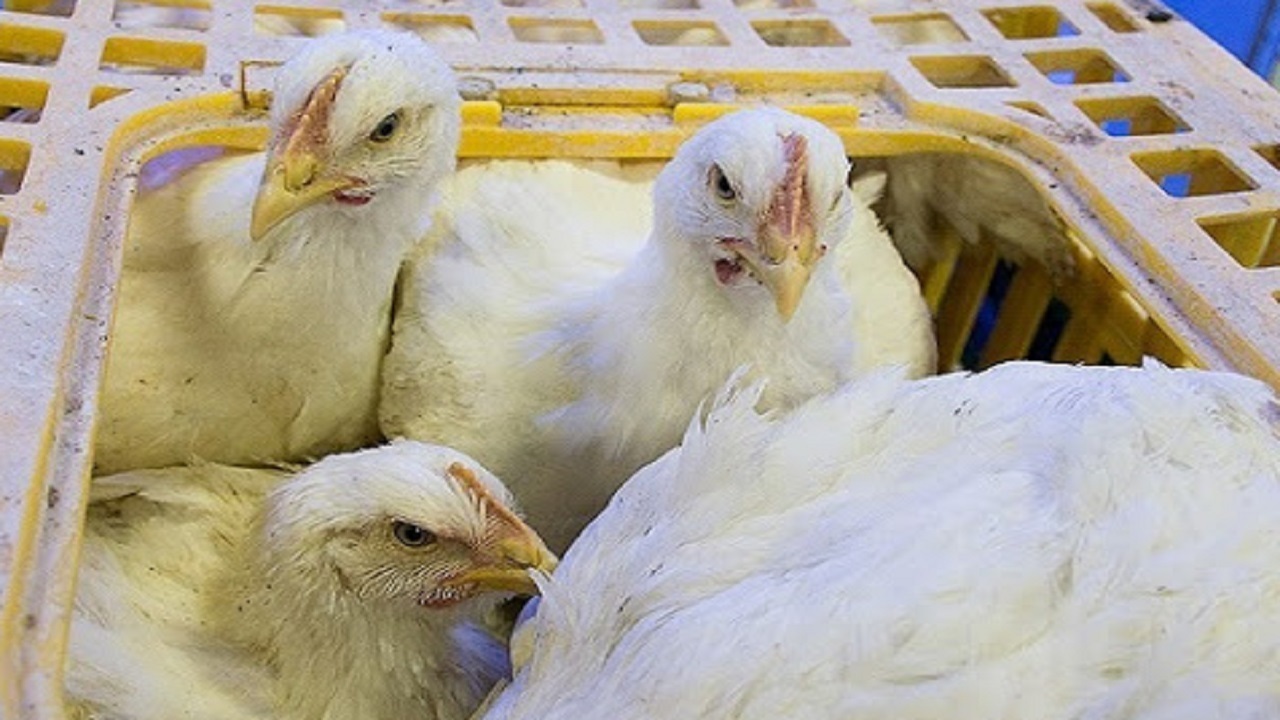 کشف بیش از هزار قطعه مرغ زنده فاقد مجوز در  میانه
