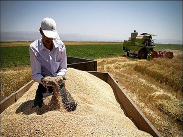خریداری بیش از ۱۶ هزار تن گندم تضمینی در تایباد