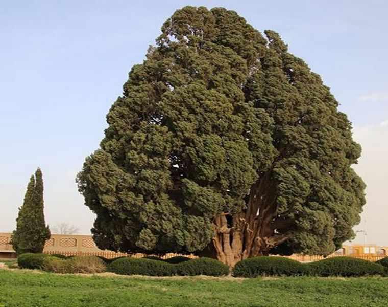 غبار بی توجهی بر سرو کهنسال مهریز