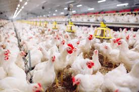 خرید تضمینی روزانه ۲۰ تن مرغ زنده از مرغداران خراسان شمالی