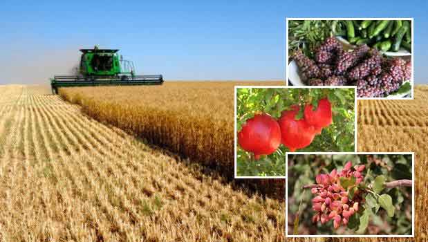 افزایش بهره‌وری در بخش کشاورزی با اصلاح توزیع یارانه‌ها