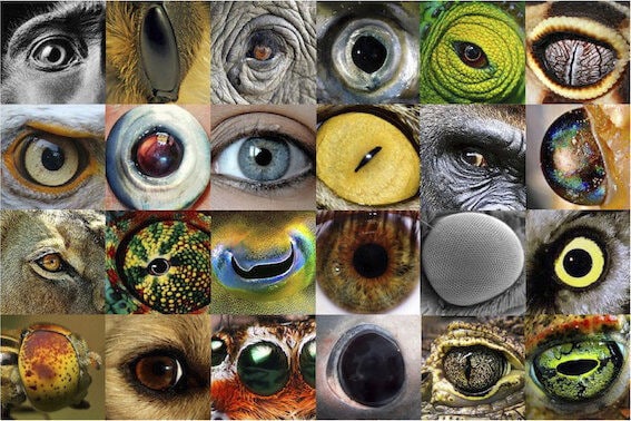 تشخیص رنگ ها از دید حیوانات